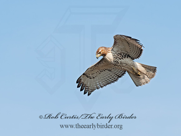 Buteo jamaicensis  RED-TAILED HAWK 8029706z