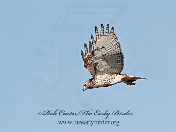 Buteo jamaicensis  RED-TAILED HAWK 8029710z