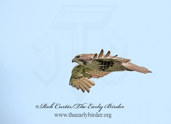 Buteo jamaicensis  RED-TAILED HAWK 8035412z