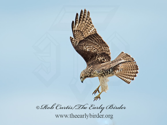 Buteo jamaicensis  RED-TAILED HAWK 9005905z