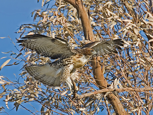 Buteo jamaicensis  RED-TAILED HAWK 7007262z