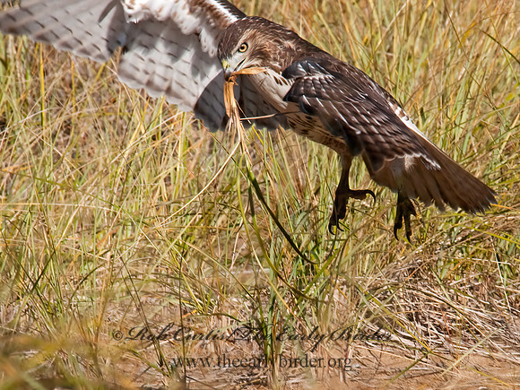 Buteo jamaicensis  RED-TAILED HAWK 3010398z