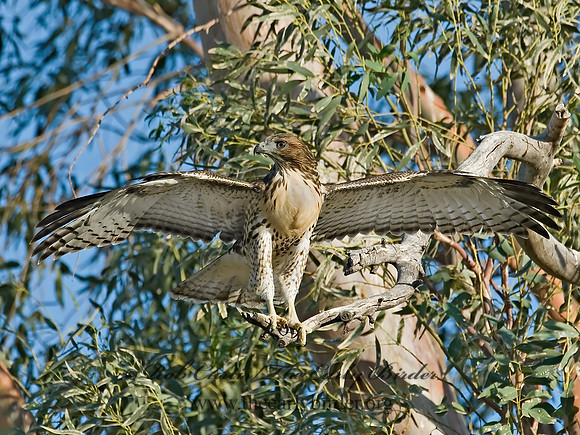 Buteo jamaicensis  RED-TAILED HAWK 7007276z