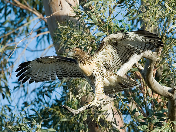 Buteo jamaicensis  RED-TAILED HAWK 7007282z