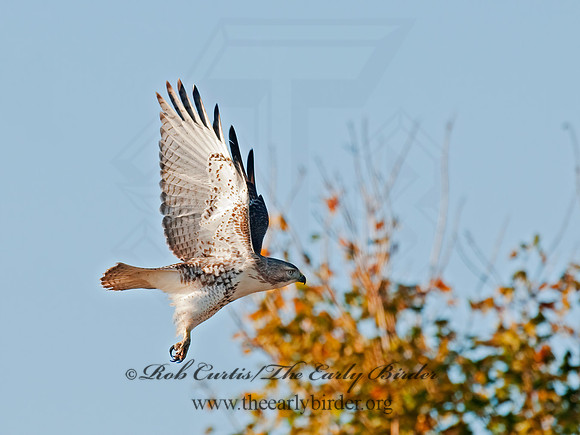 Buteo jamaicensis  RED-TAILED HAWK 8024279z