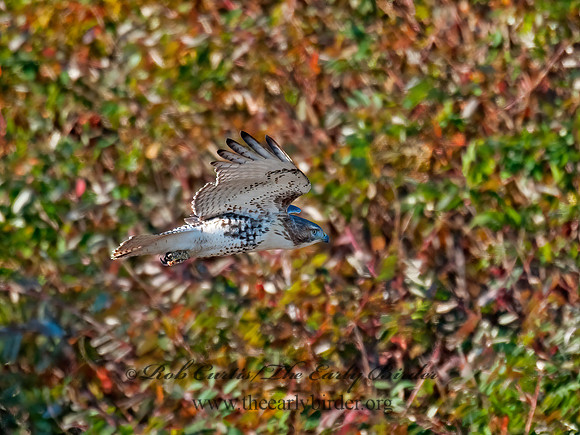 Buteo jamaicensis  RED-TAILED HAWK 8024281z