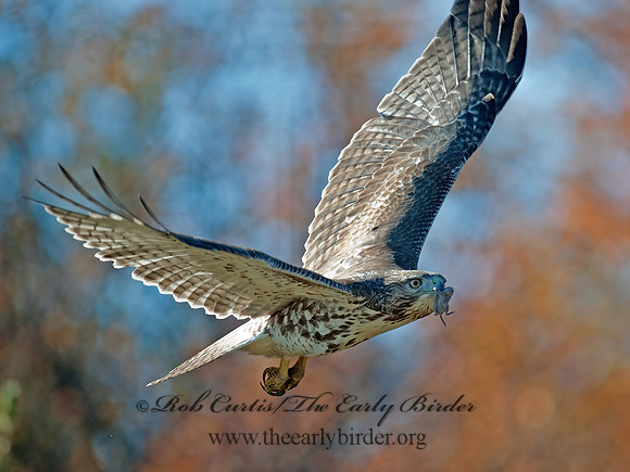 Buteo jamaicensis  RED-TAILED HAWK 8027072z