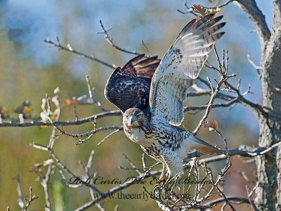 Buteo jamaicensis  RED-TAILED HAWK 8027087z
