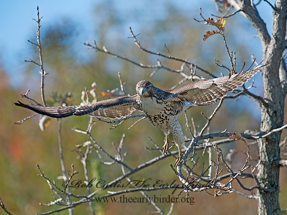 Buteo jamaicensis  RED-TAILED HAWK 8027088z