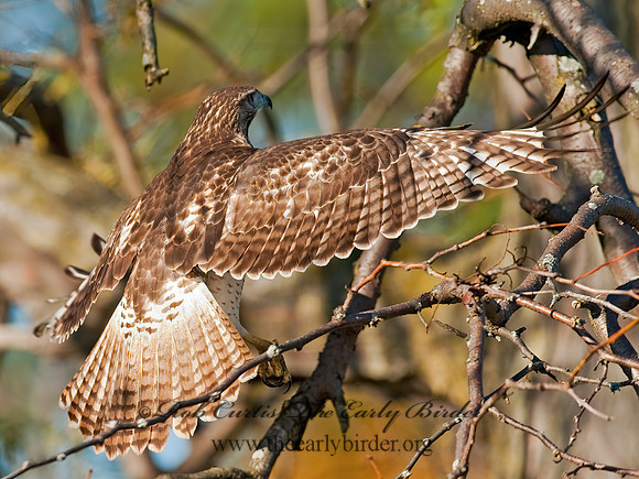 Buteo jamaicensis  RED-TAILED HAWK 8027059z