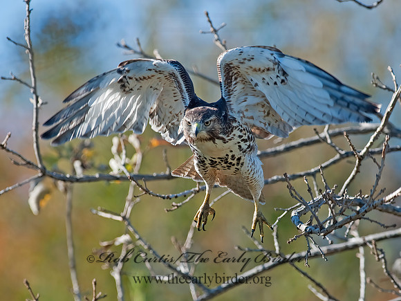 Buteo jamaicensis  RED-TAILED HAWK 8027089z