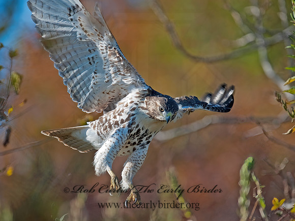 Buteo jamaicensis  RED-TAILED HAWK 8027090z