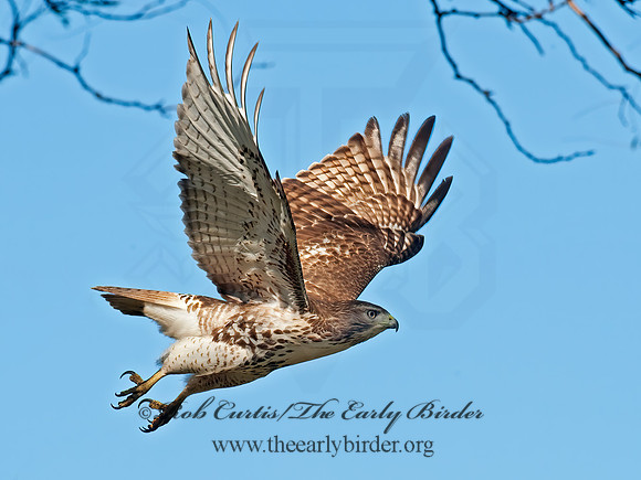 Buteo jamaicensis  RED-TAILED HAWK 8027102z