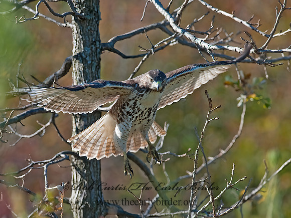 Buteo jamaicensis  RED-TAILED HAWK 8027091z
