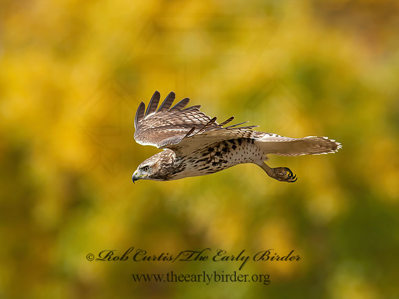 Buteo jamaicensis  RED-TAILED HAWK 8029367z