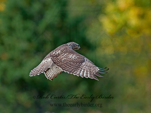 Buteo jamaicensis  RED-TAILED HAWK 8029368z