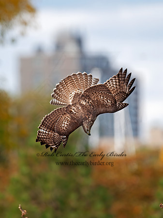 Buteo jamaicensis  RED-TAILED HAWK 8029369z