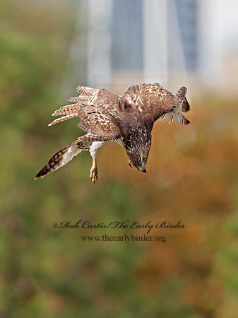 Buteo jamaicensis  RED-TAILED HAWK 8029370z