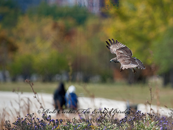 Buteo jamaicensis  RED-TAILED HAWK 8029371z