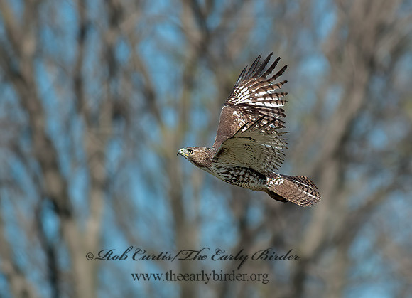Buteo jamaicensis  RED-TAILED HAWK 8035293z