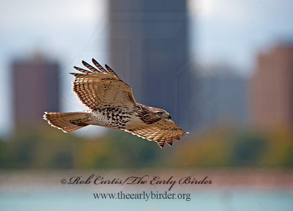 Buteo jamaicensis  RED-TAILED HAWK 8029374z