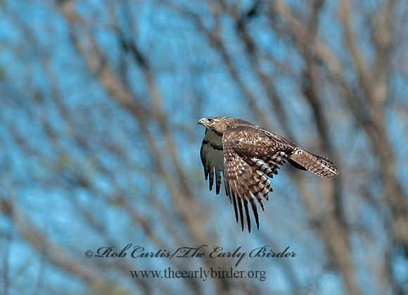 Buteo jamaicensis  RED-TAILED HAWK 8035294z