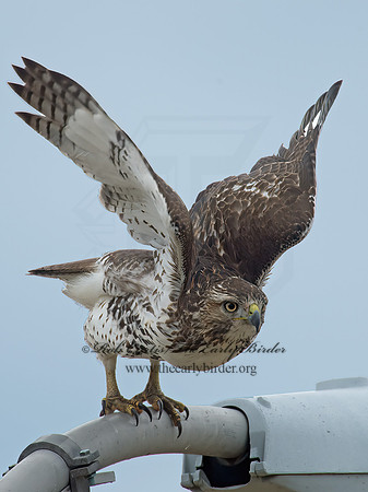 Buteo jamaicensis  RED-TAILED HAWK 9005916z