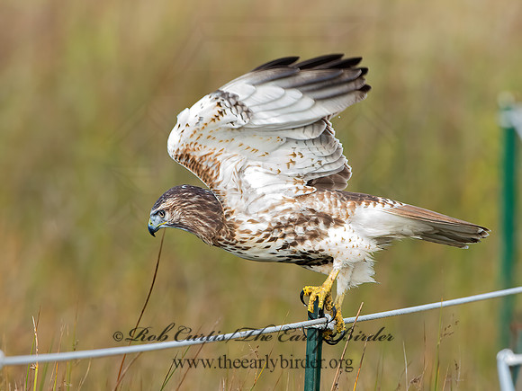 Buteo jamaicensis  RED-TAILED HAWK 9025022z