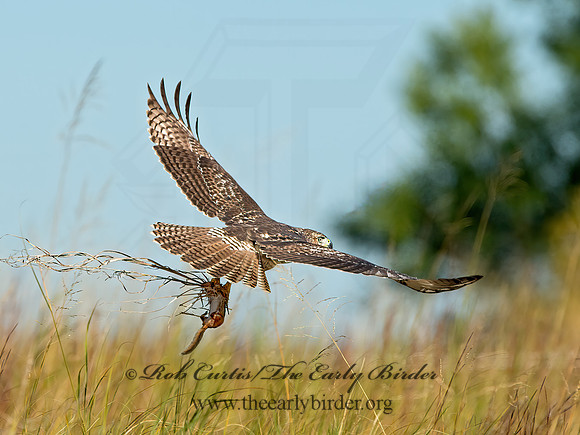 Buteo jamaicensis  RED-TAILED HAWK 9025208z