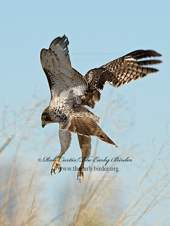 Buteo jamaicensis  RED-TAILED HAWK 9025206z