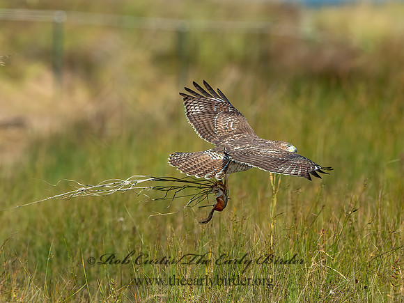Buteo jamaicensis  RED-TAILED HAWK 9025209z