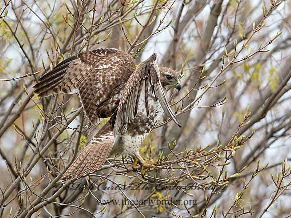 Buteo jamaicensis  RED-TAILED HAWK 9043604z