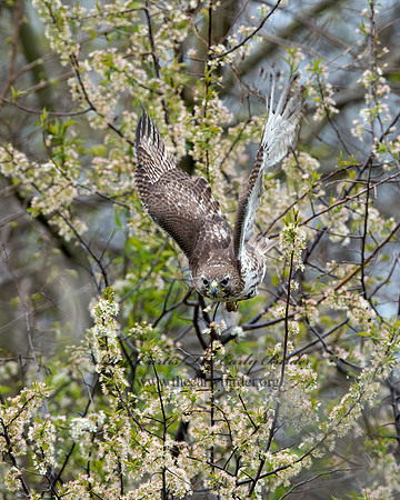 Buteo jamaicensis  RED-TAILED HAWK 9043628z