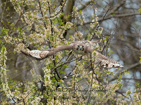 Buteo jamaicensis  RED-TAILED HAWK 9043627z