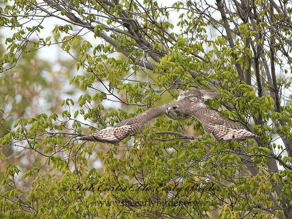 Buteo jamaicensis  RED-TAILED HAWK 9043614z