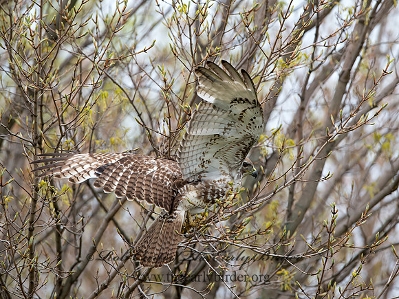 Buteo jamaicensis  RED-TAILED HAWK 9043602z