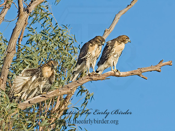 Buteo jamaicensis  RED-TAILED HAWK 7007154z