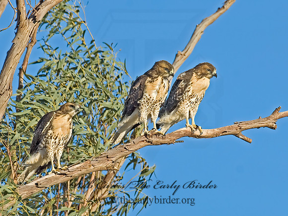 Buteo jamaicensis  RED-TAILED HAWK 7007156z
