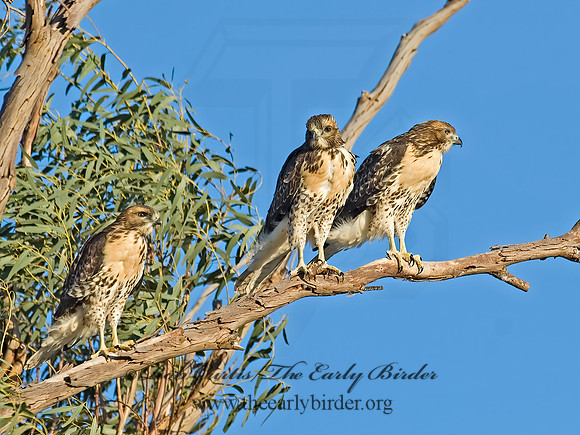 Buteo jamaicensis  RED-TAILED HAWK 7007157z