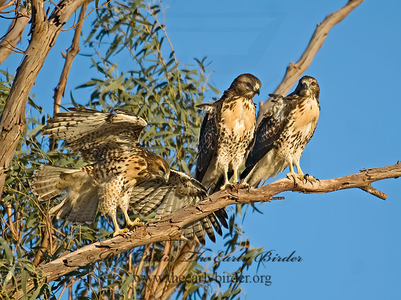 Buteo jamaicensis  RED-TAILED HAWK 7007181z