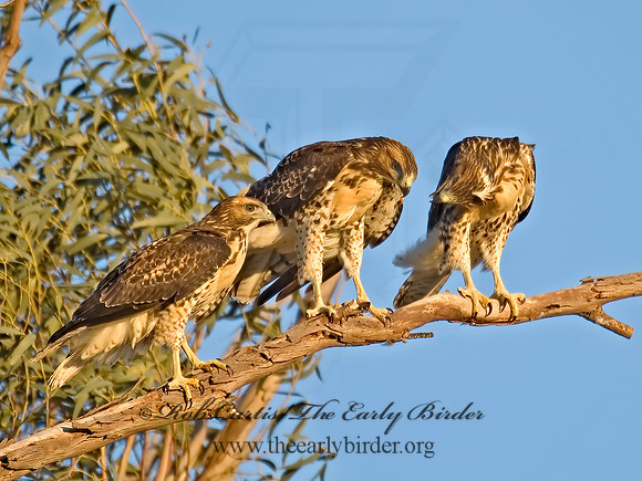 Buteo jamaicensis  RED-TAILED HAWK 7007184z