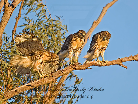 Buteo jamaicensis  RED-TAILED HAWK 7007188z