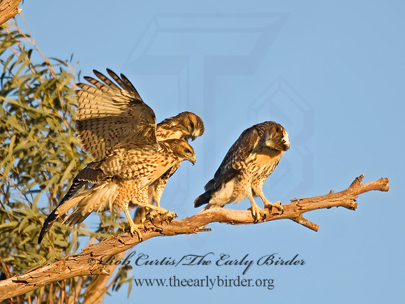 Buteo jamaicensis  RED-TAILED HAWK 7007193z