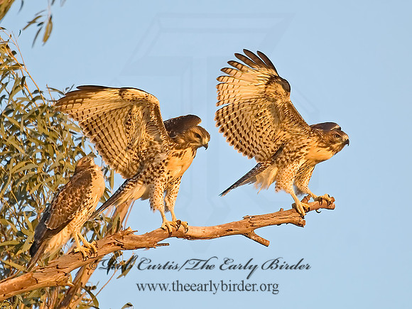 Buteo jamaicensis  RED-TAILED HAWK 7007214z
