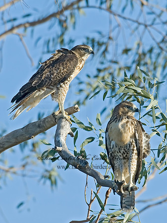 Buteo jamaicensis  RED-TAILED HAWK 7007297z