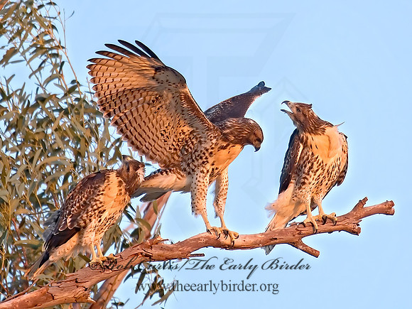 Buteo jamaicensis  RED-TAILED HAWK 7007221z