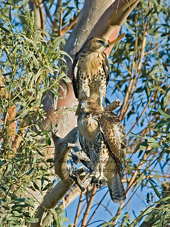 Buteo jamaicensis  RED-TAILED HAWK 7007307z