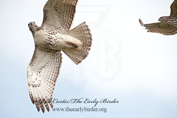 Buteo jamaicensis  RED-TAILED HAWK 8029200z