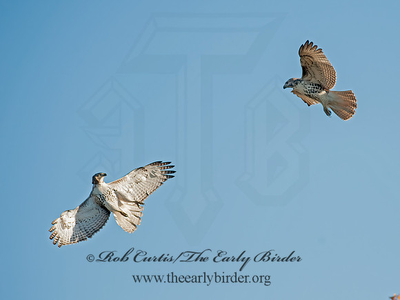 Buteo jamaicensis  RED-TAILED HAWK 8029436z