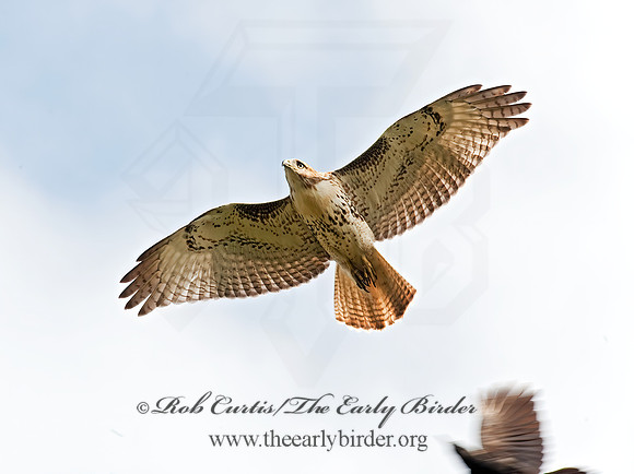 Buteo jamaicensis  RED-TAILED HAWK 8023825z